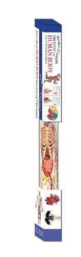 Poster set - Human Body