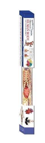 Poster set - Human Body