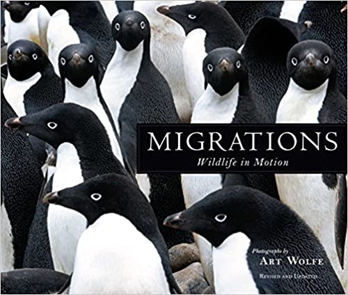 Migrations- Wildlife in Motion